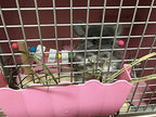 Hypeety Hamster Toys Wooden Maze Tunnel Toy with Plastic Cover for Hamster