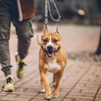 AUROTH Bungee Dog Leash for Large Dogs, No Pull for Shock Absorption Army Yellow MAX: 4.5 FT