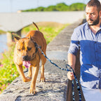 AUROTH Bungee Dog Leash for Large Dogs, No Pull for Shock Absorption Army Yellow MAX: 4.5 FT
