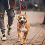 AUROTH Bungee Dog Leash for Large Dogs, No Pull for Shock Absorption Army Yellow MAX: 4.5 FT
